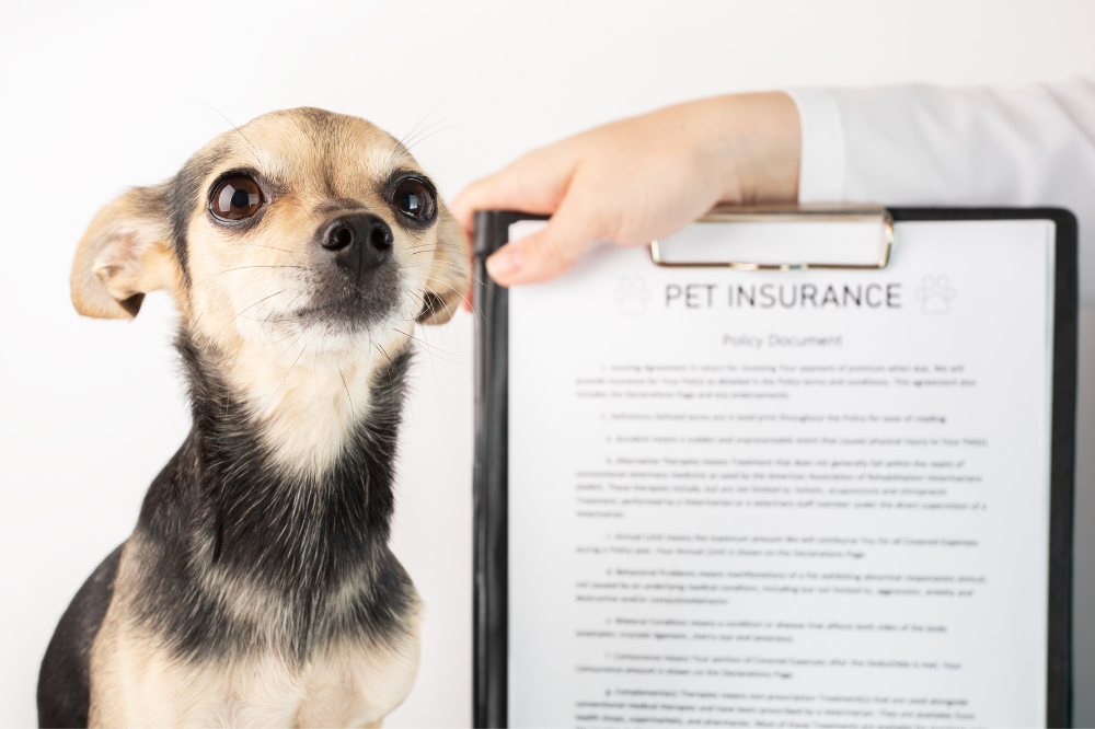 types of pet insurance